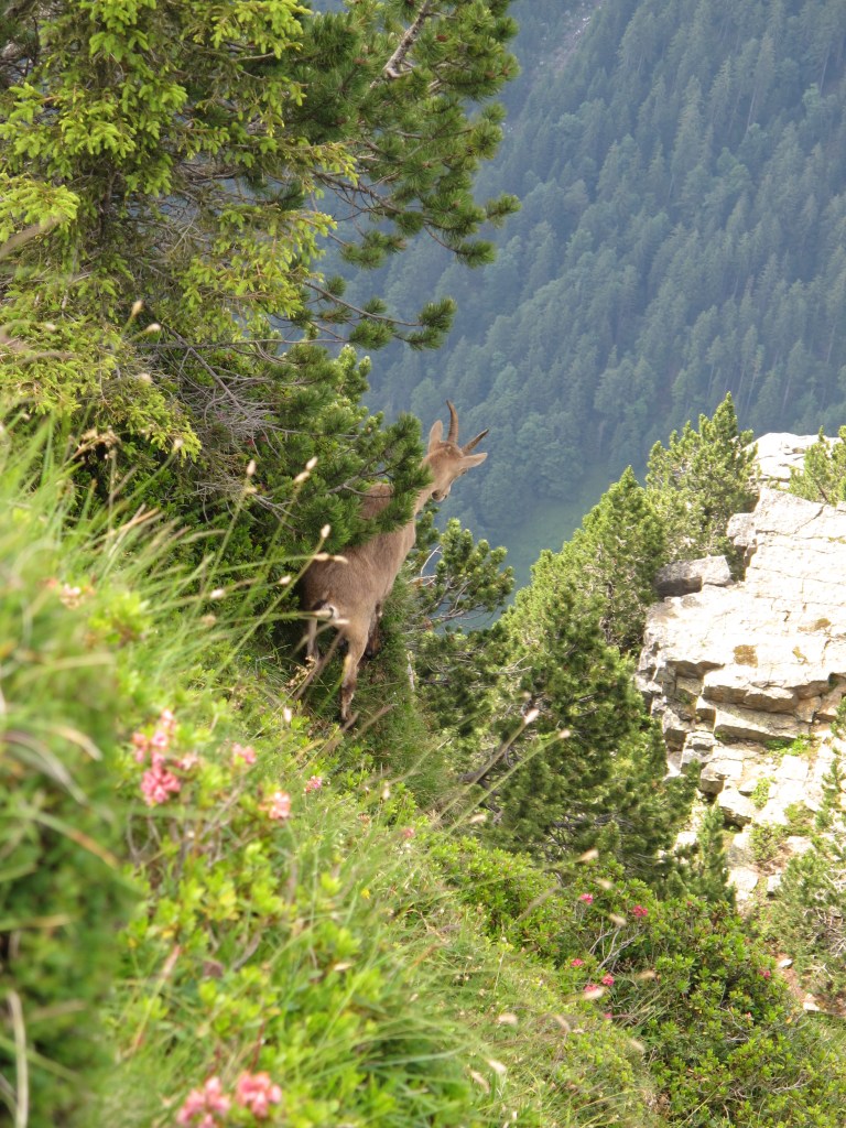 Mountain goat in the Swiss Alps. Photo by Ronny Errmann