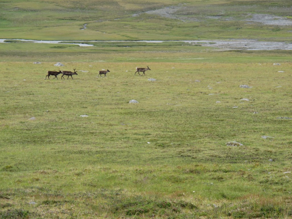 Reindeer in Norway, somewhere between Gappohytta and Rostahytta. By Ronny Errmann