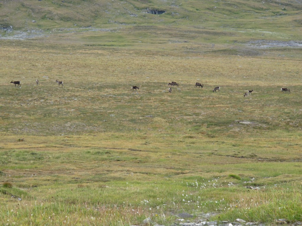 Reindeer in Norway, somewhere between Vuomahytta and Gaskashytta. By Ronny Errmann
