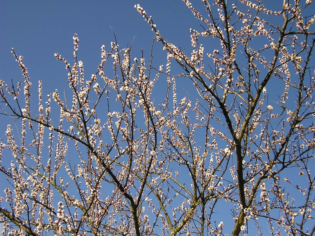 Vegetation in the valley