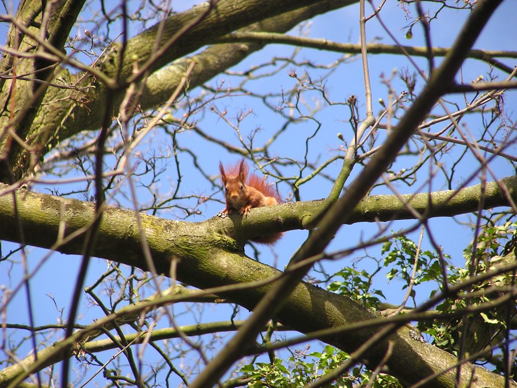 Squirrel watching Ronny Errmann