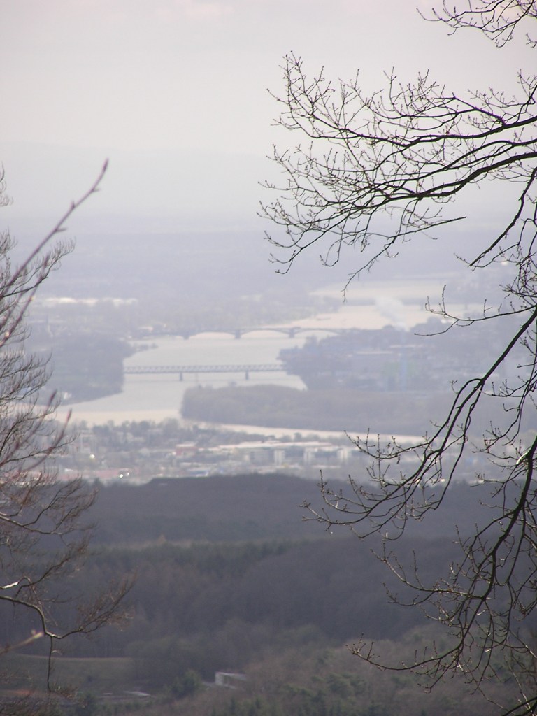 View from the Hohe Wurzel (Taunus) down to the Rhine between Wiesbaden and Mainz, taken in March 2008 by Ronny Errmann