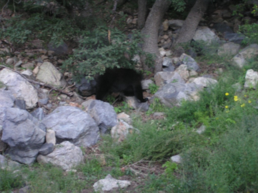 The bear behind the building (photo taken from inside)