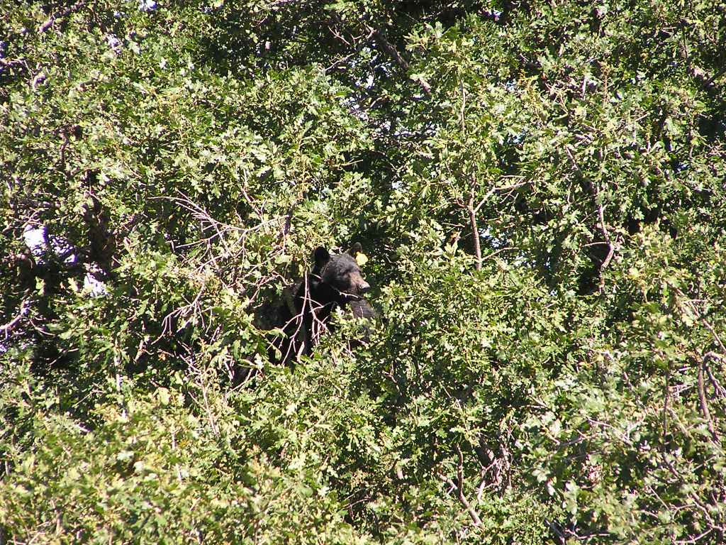 The bear in the tree. Was I glad I had a 10x optical zoom camera, the bear is further away than it appears.