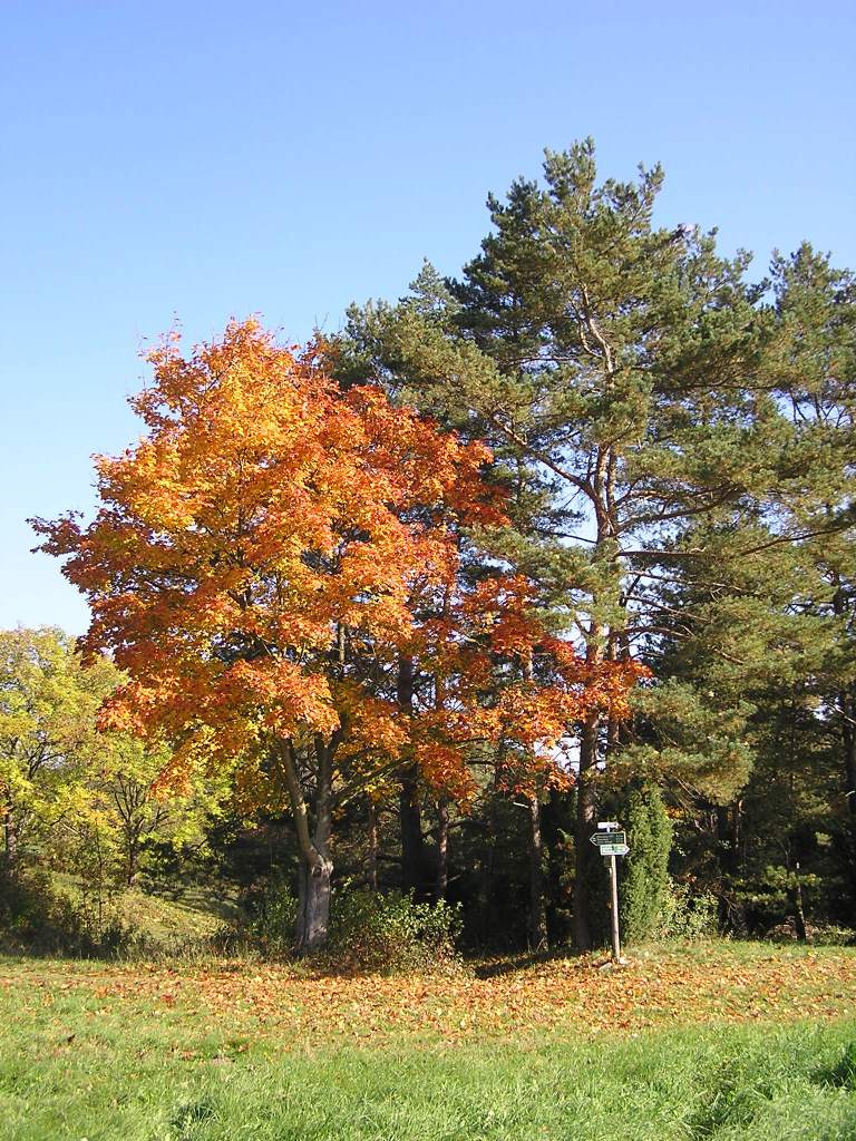 Autumn in Thuringia (Germany)