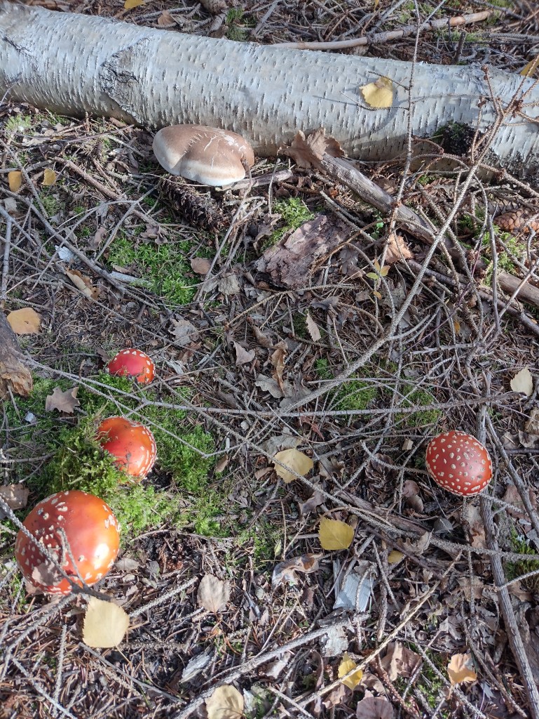 Not so good, but nice looking mushrooms