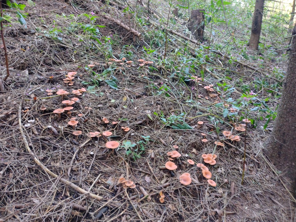 Fairy ring, something I've never noticed before when looking for mushrooms. We didn't touch these as well.