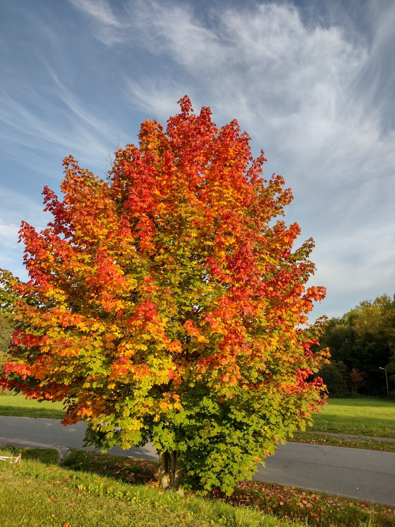 Autumn view in the Ore Mountains. Strong colors are great.