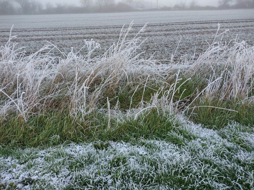 Frosty side of the path with a frost-free layer in the grass