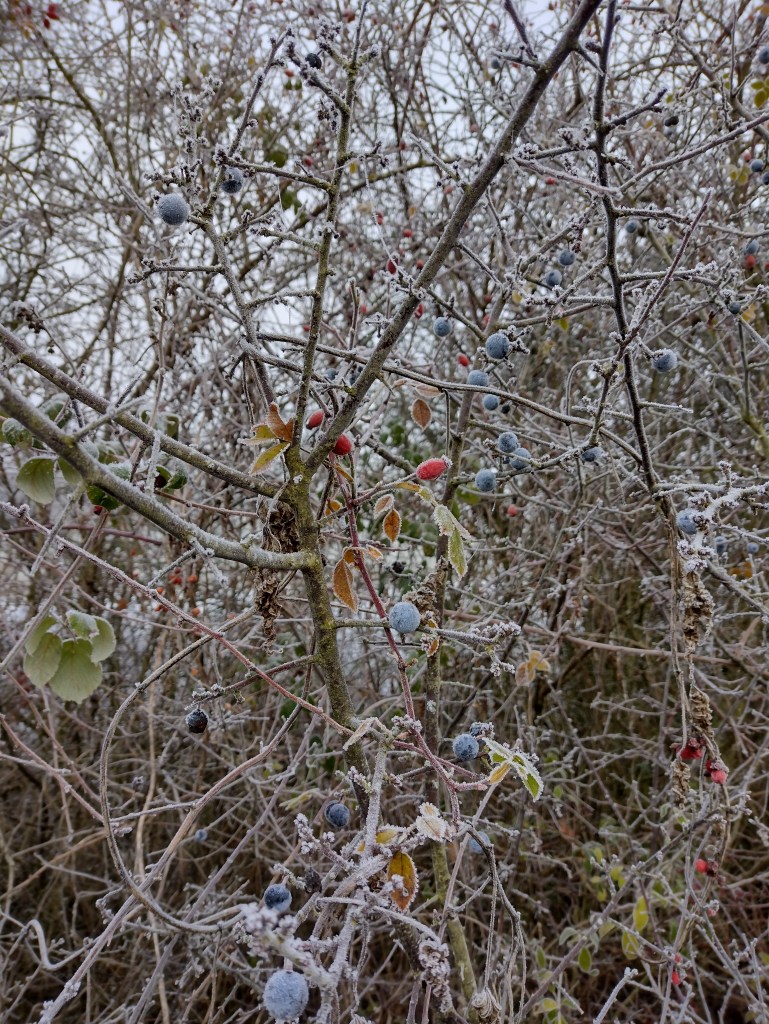 Sloes and rosehips in the frost